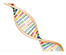 Abnehmprogramm „Bodykey“ durch DNA-Test